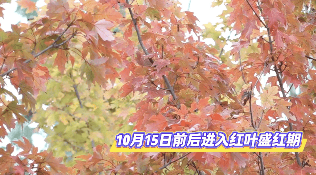 北京將迎新一輪秋雨，賞紅期預告來了！:金屬制品廠
