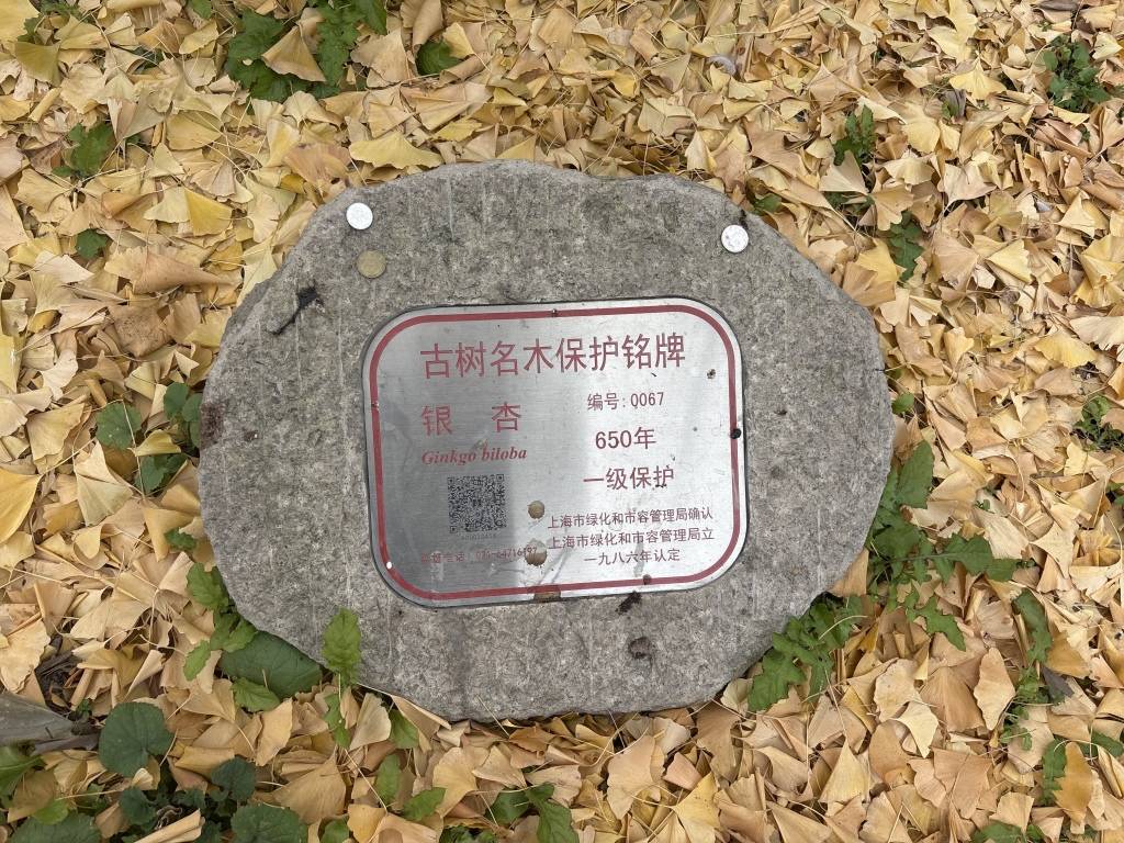 上海的真如寺大殿和650歲古銀杏一起入選國家級(jí)名錄:金屬制品廠
