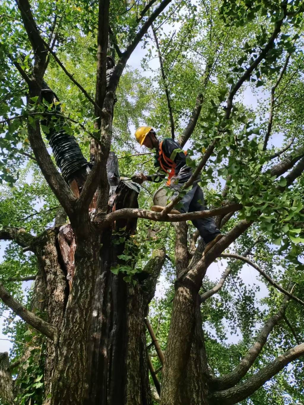 上海的真如寺大殿和650歲古銀杏一起入選國家級(jí)名錄:金屬制品廠
