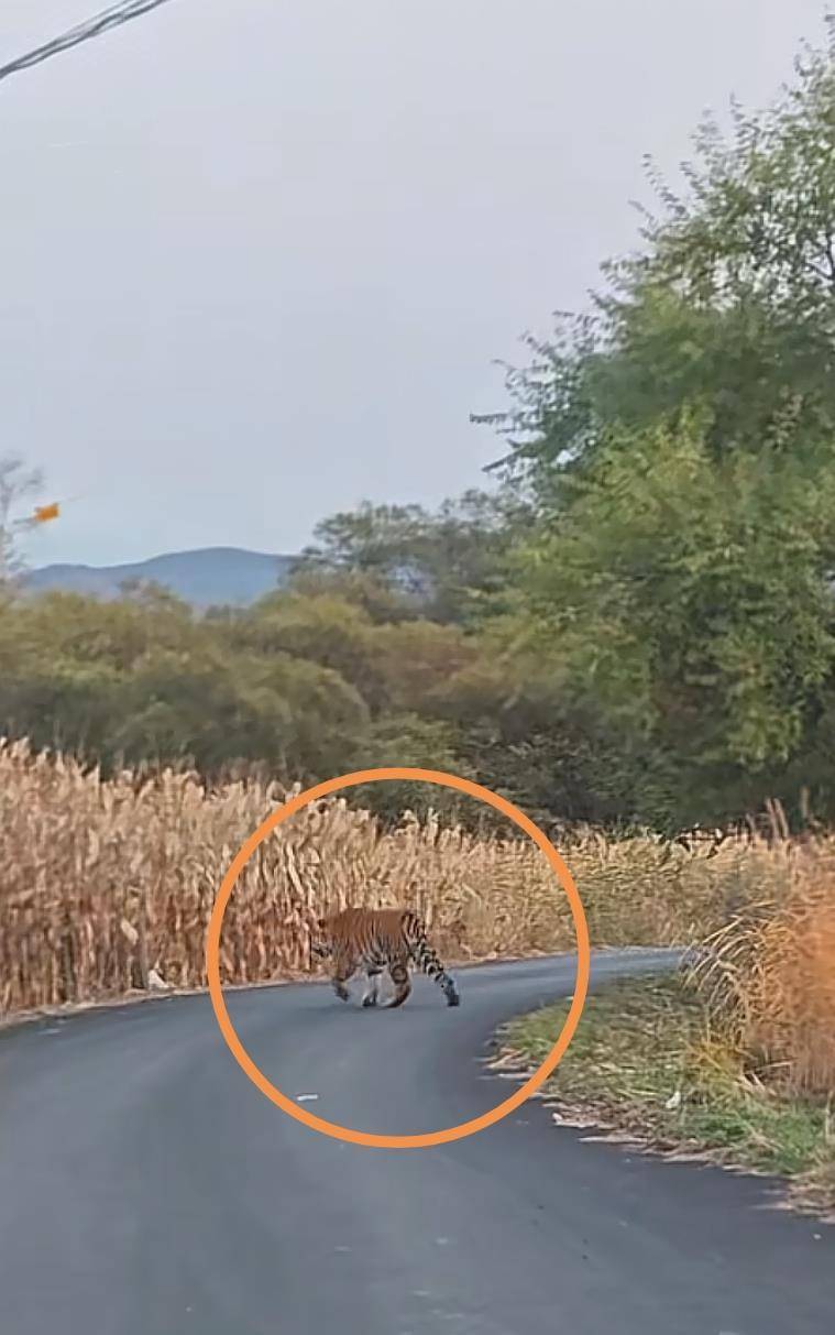 男子在琿春村道上偶遇野生東北虎，鄉政府：已對村民預警提示，當地屬東北虎豹國家公園保護區:金屬制品廠
