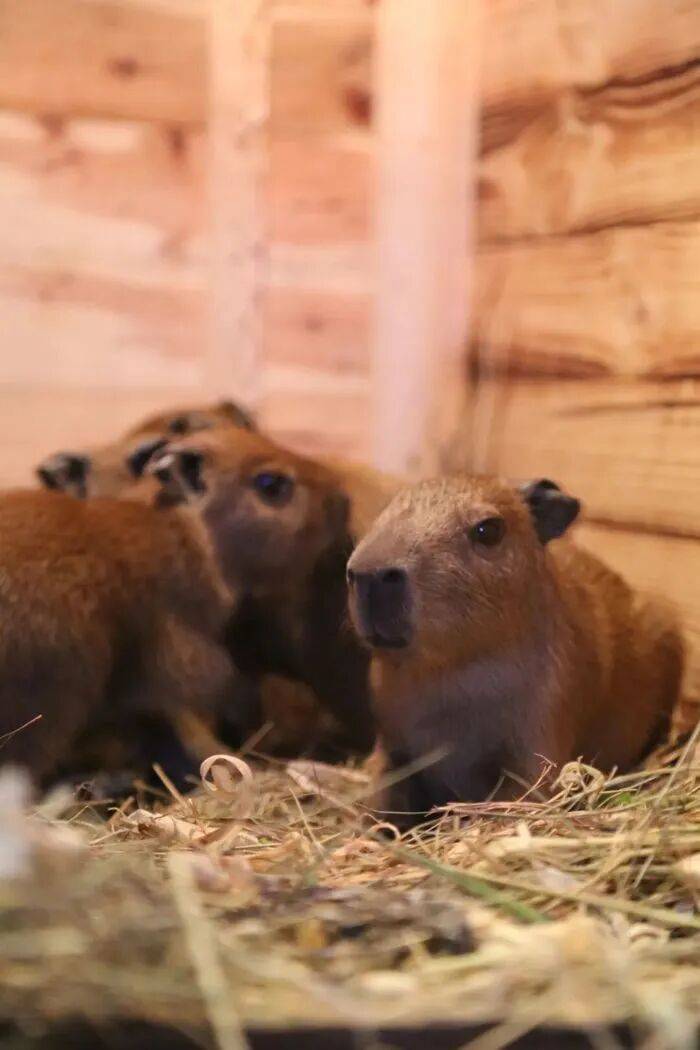 出生1小時就能獨立行走，濟南動物園“果果”和“豚豚”的4只新生幼崽，周末和市民見面:金屬制品廠
