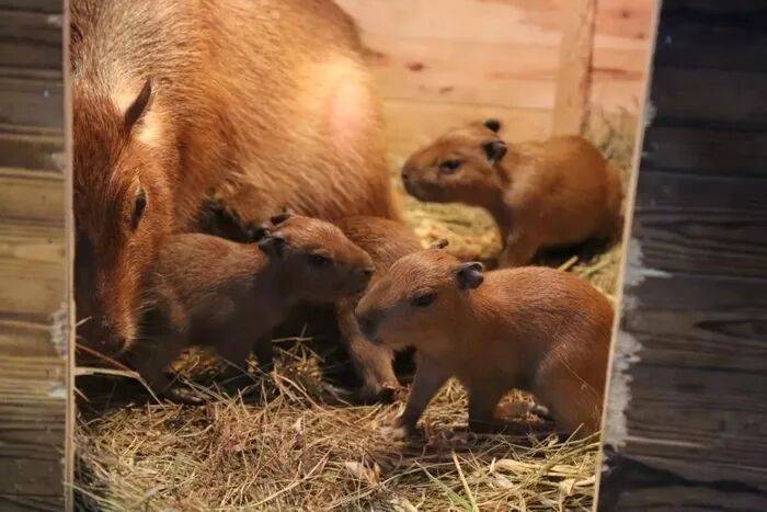 出生1小時就能獨立行走<strong></p>
<p>金屬制品廠
</strong>，濟南動物園“果果”和“豚豚”的4只新生幼崽，周末和市民見面:金屬制品廠
