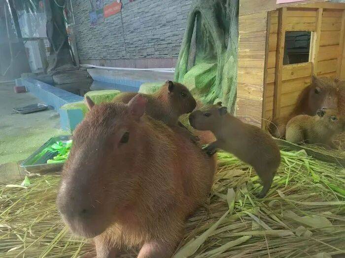 出生1小時就能獨立行走<strong></p>
<p>金屬制品廠
</strong>，濟南動物園“果果”和“豚豚”的4只新生幼崽，周末和市民見面:金屬制品廠
